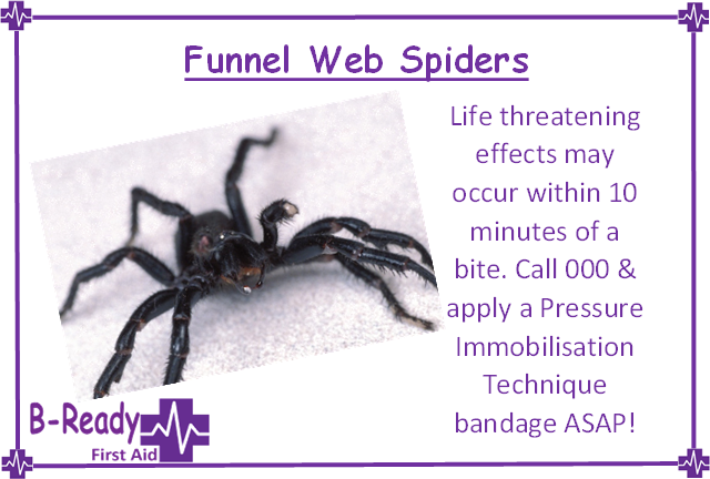 Funnel web spiders could be a first aid emergency