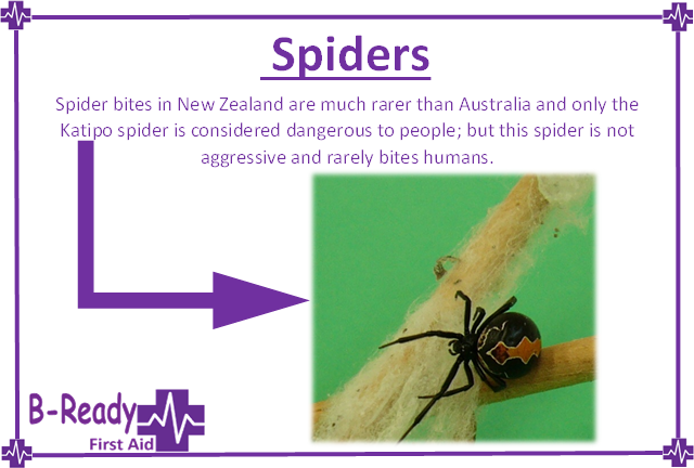 Katipo spider is similar to the Australian Redback , First aid management is ice pack
