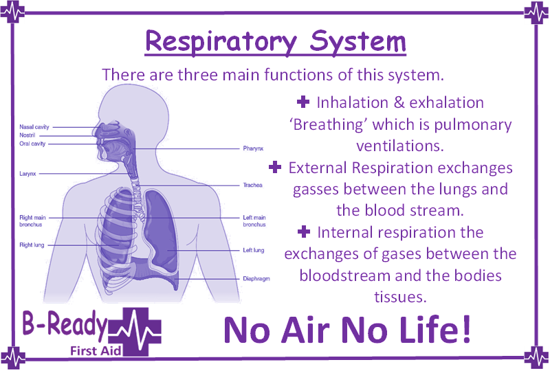 B-Ready First Aid info about  the Respiratory System