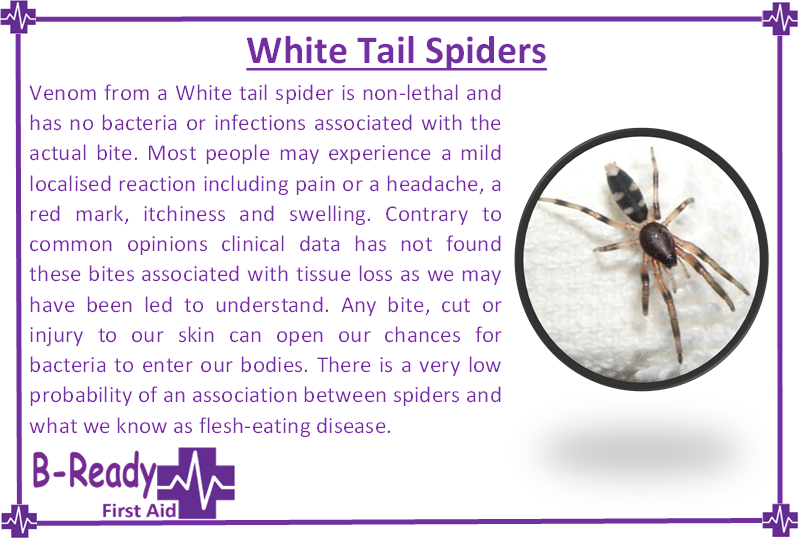 B-Ready First Aid information about white tail spider bites Bacteria
